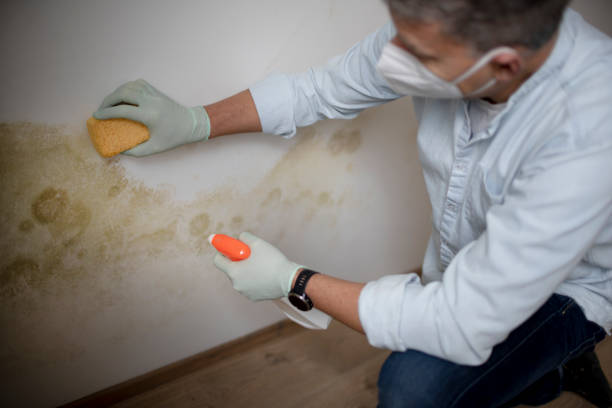 Best Certified Mold Removal  in Port Charlotte, FL